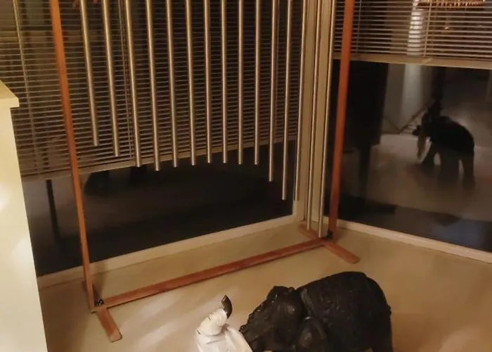 Hawis By Hermann Weiss